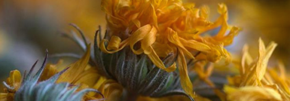 picture of calendula flowers