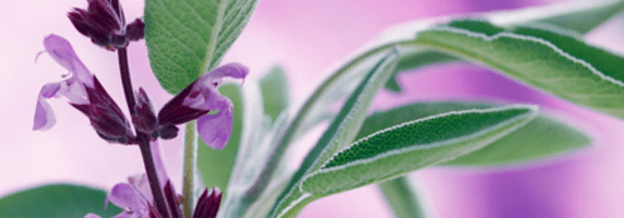 salvia officinalis pic