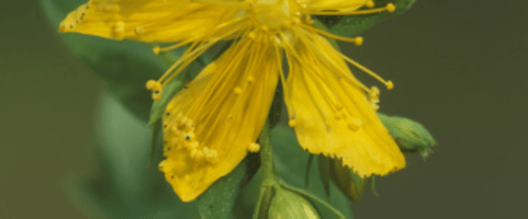 St John's Wort medicinal picture