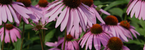 pic-of-echinacea