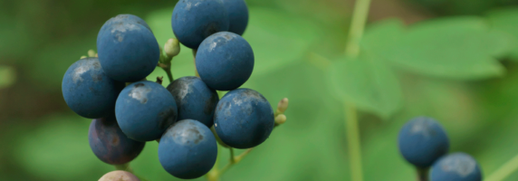womens-herb-bilberry-picture