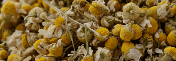 chamomille herb picture