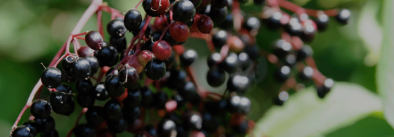elderberry botanical pic