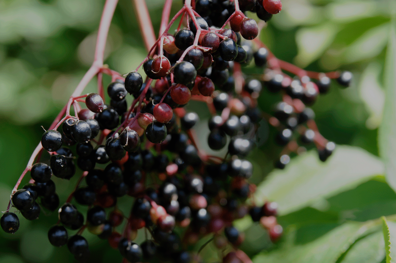 elderberry botanical pic