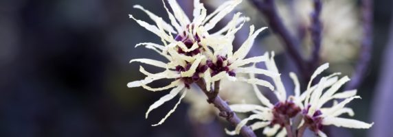 witch hazel botanical pic