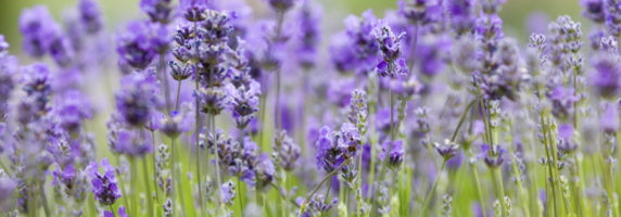 lavender-flowers