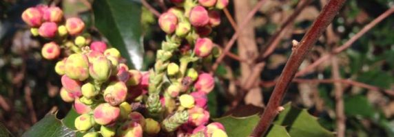 mahonia aquifolium herb pic