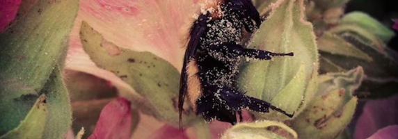 bee-and-flower-picture