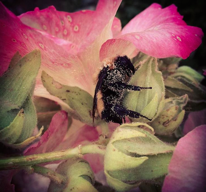 bee-and-flower-picture