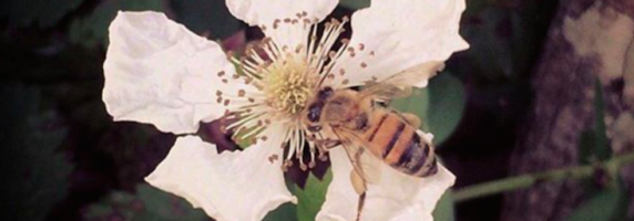 botanical flower picture