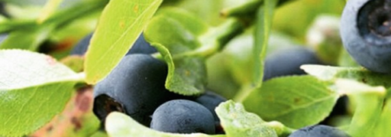 medicinal plant bilberry
