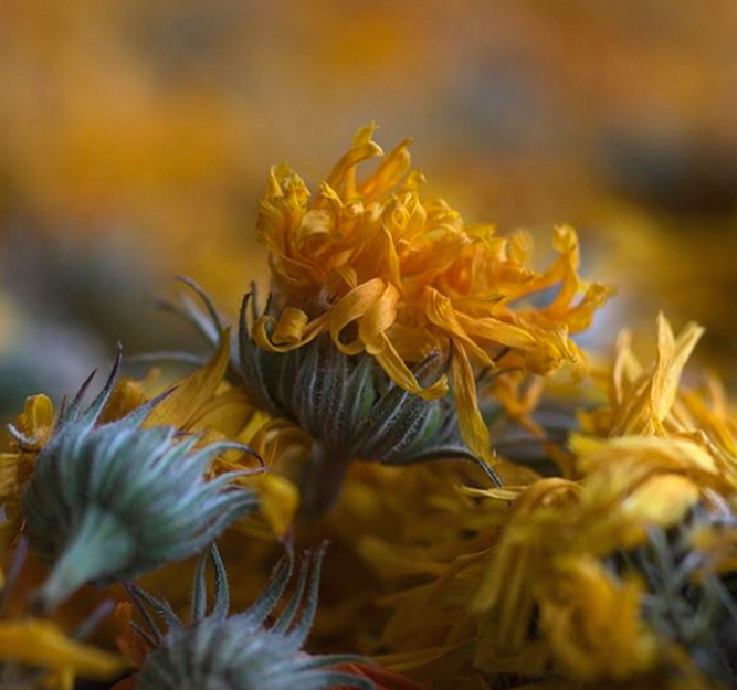 picture of calendula flowers