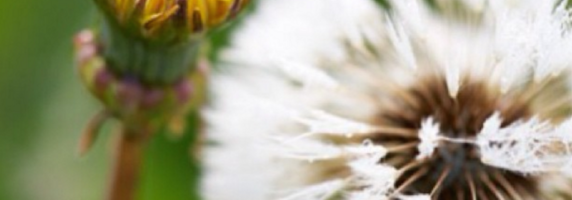 dandelion-picture