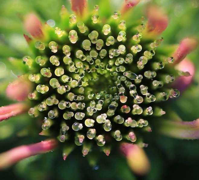 medicinal herb echinacea