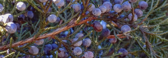 picture of junniper berries