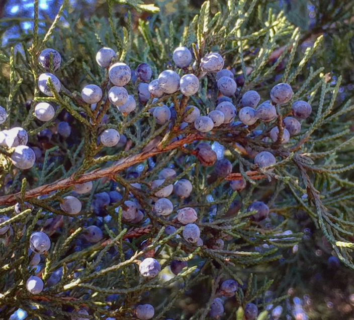 picture of junniper berries