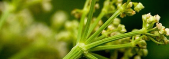 ligusticum-porteri-herb-picture
