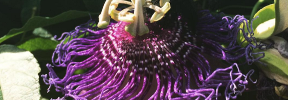 pasionflower-pic