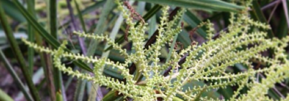 saw palmetto botanical herb picture