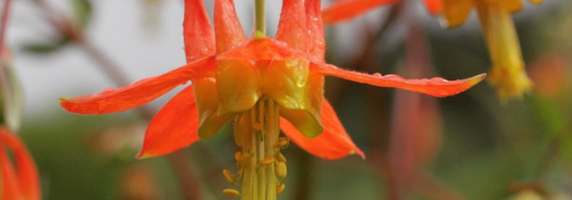 medicinal plant picture