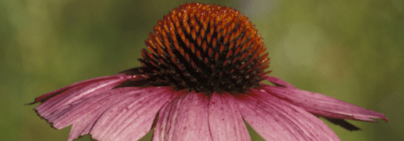 echinacea purpurea picture