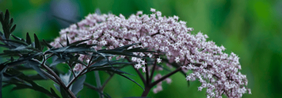 sambucus nigra black lace elder botanical picture