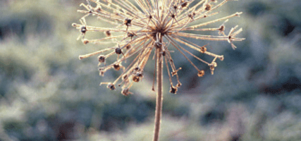 allium christophii picture