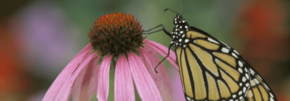 Echinacea purpurea picture
