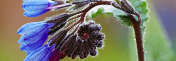 Symphytum caucasium pic
