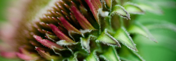 echinacea pic