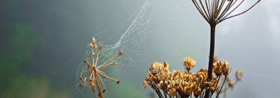 heracleum sphondylium pic