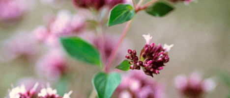 Oregano-medicinal-plant-picture