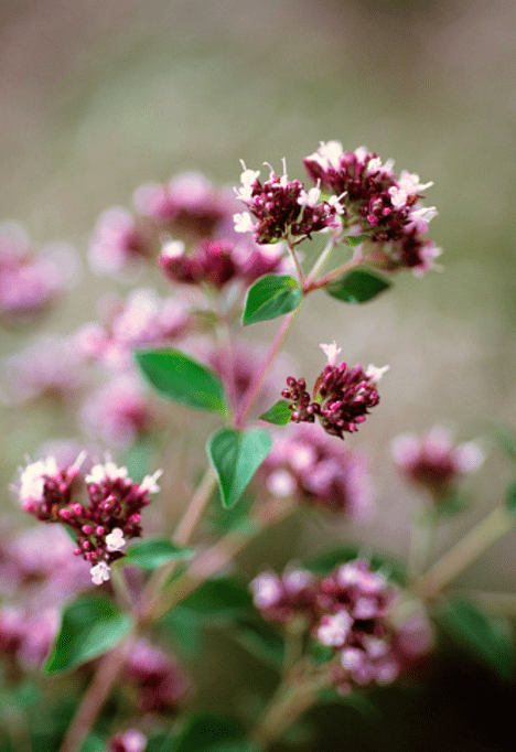 Oregano-medicinal-plant-picture