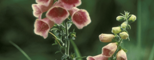 Foxglove digitalis plant picture