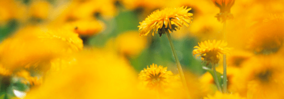 dandelion-herbal-flower-picture