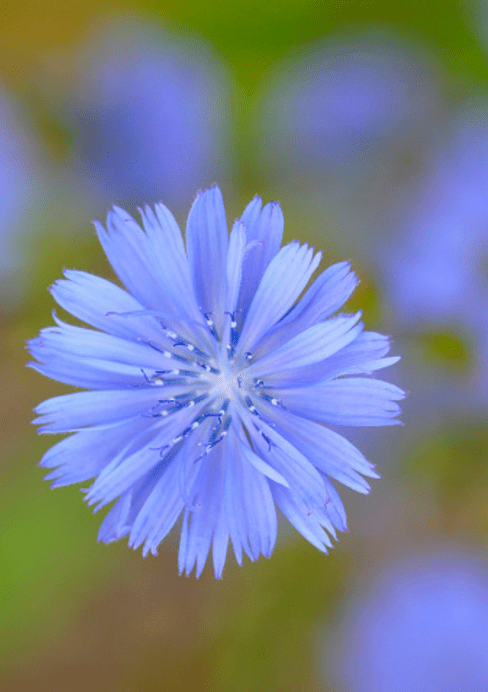 Chicory-picture