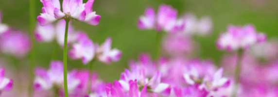 astragalus-herbal-picture