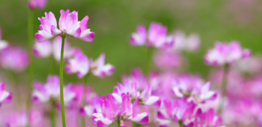 astragalus-herbal-picture