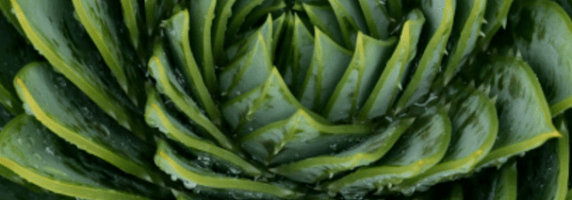 aloe-vera-healing-plant-picture